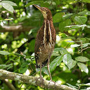 Rufescent Tiger Heron