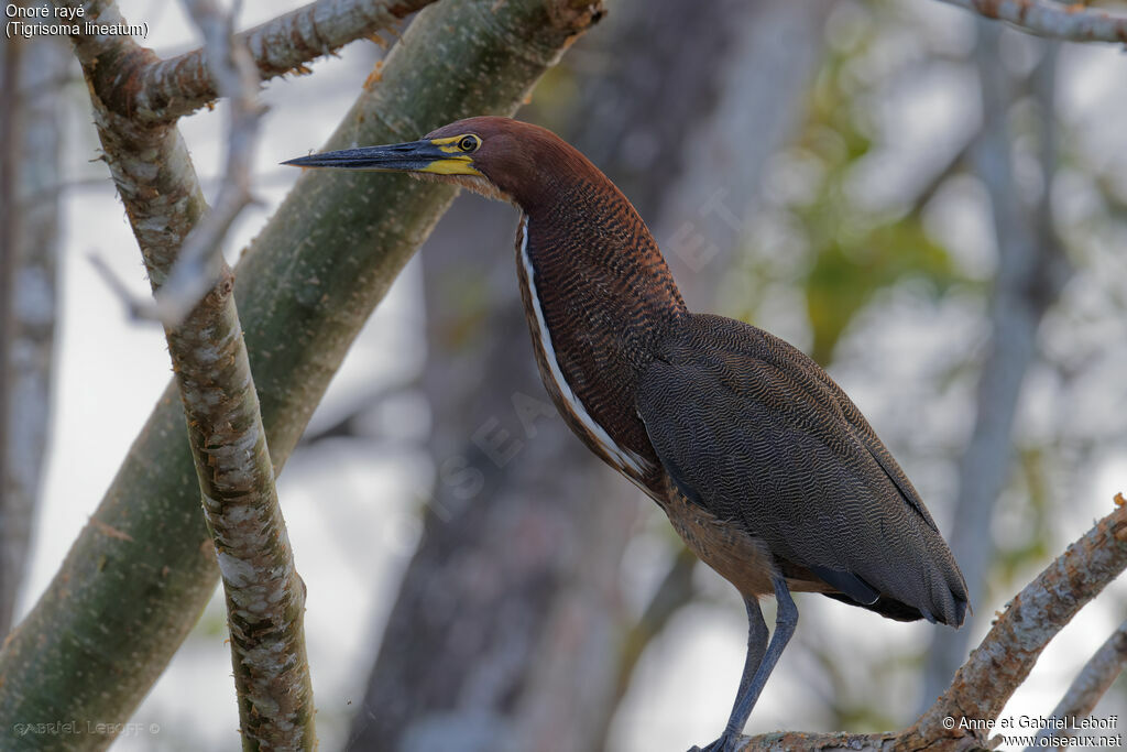 Rufescent Tiger Heron