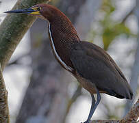 Rufescent Tiger Heron