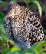 Rufescent Tiger Heron