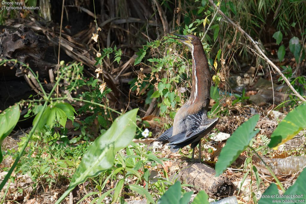 Rufescent Tiger Heronimmature