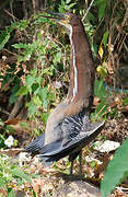 Rufescent Tiger Heron