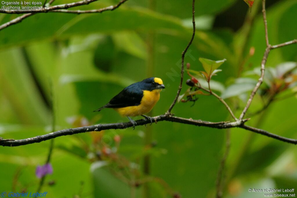 Thick-billed Euphonia male adult