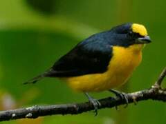 Thick-billed Euphonia