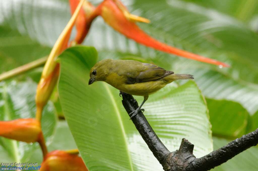 Thick-billed Euphonia female adult, identification