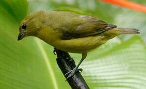 Thick-billed Euphonia