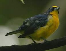 Thick-billed Euphonia