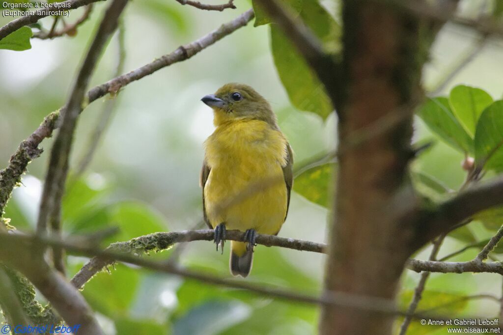 Thick-billed Euphonia female immature