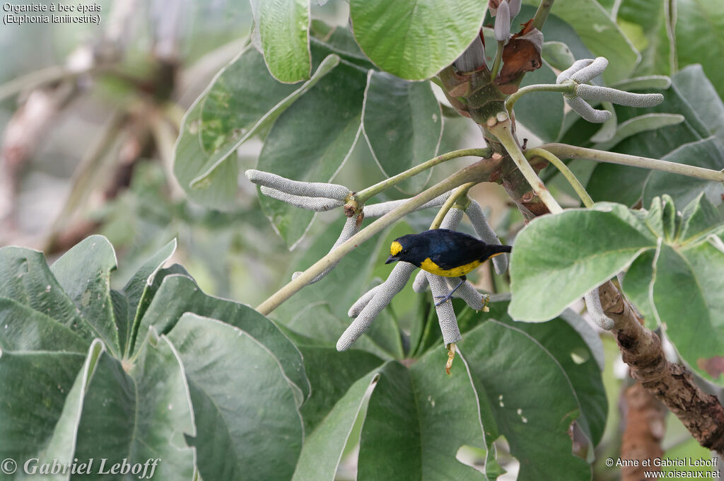 Thick-billed Euphonia male adult