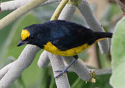 Thick-billed Euphonia