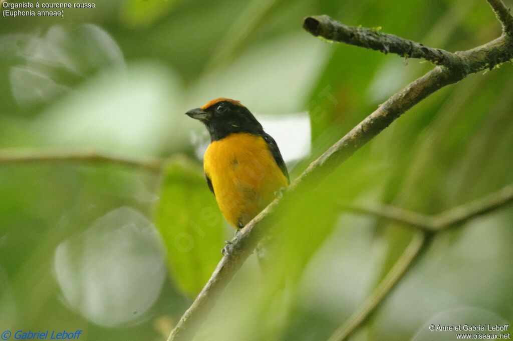 Tawny-capped Euphonia male adult