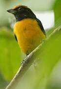 Tawny-capped Euphonia