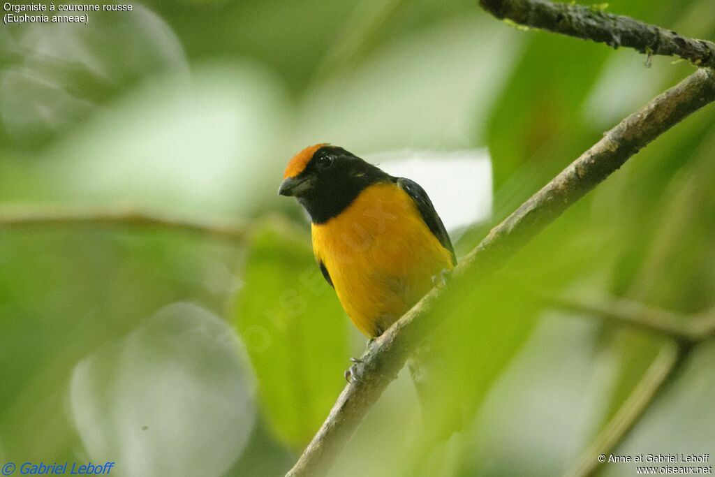 Tawny-capped Euphonia male adult