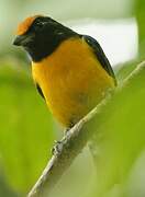 Tawny-capped Euphonia