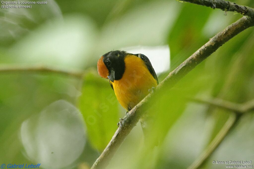 Tawny-capped Euphonia male adult