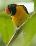 Tawny-capped Euphonia