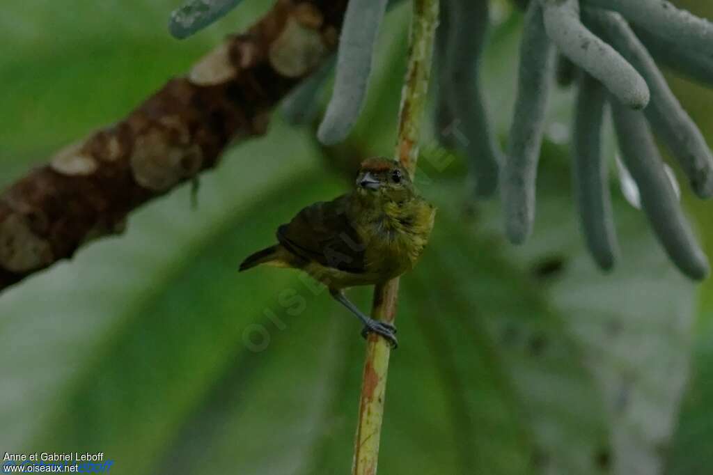 Fulvous-vented Euphonia female adult