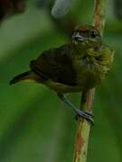 Fulvous-vented Euphonia