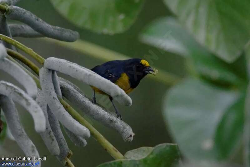 Fulvous-vented Euphonia male