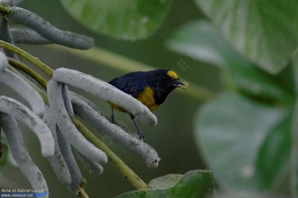 Fulvous-vented Euphonia male