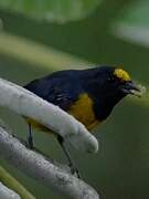 Fulvous-vented Euphonia