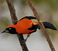 Orange-backed Troupial