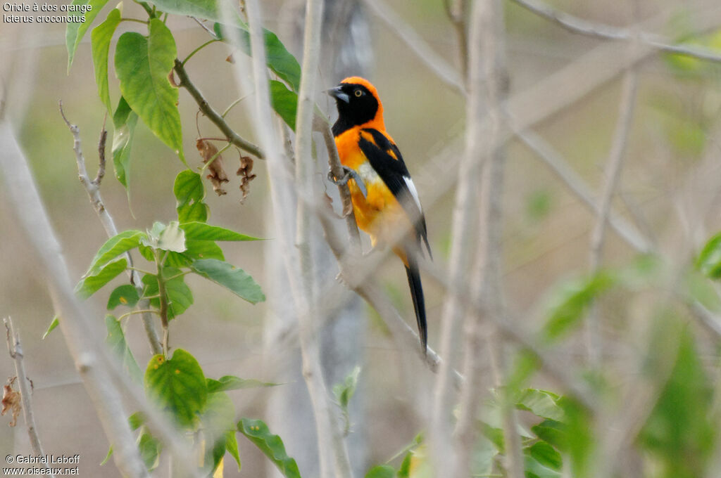 Oriole à dos orange