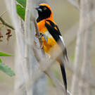 Oriole à dos orange
