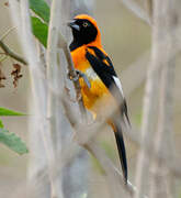 Orange-backed Troupial