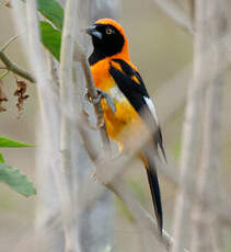 Oriole à dos orange