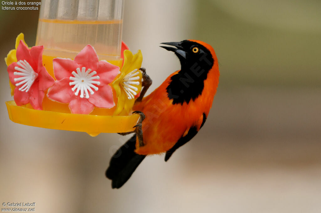 Oriole à dos orange