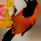 Oriole à dos orange