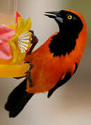 Orange-backed Troupial