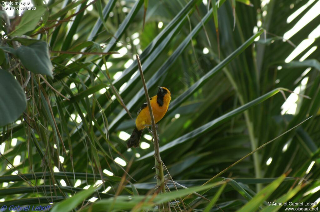 Hooded Oriole