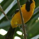 Oriole masqué