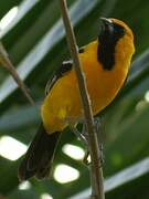 Hooded Oriole