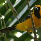 Oriole masqué