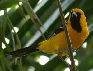 Oriole masqué