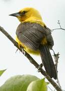 Yellow-backed Oriole