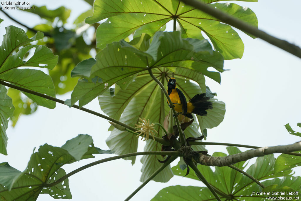 Yellow-backed Oriole