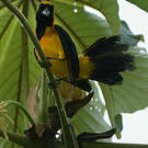 Oriole noir et or