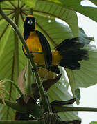 Yellow-backed Oriole