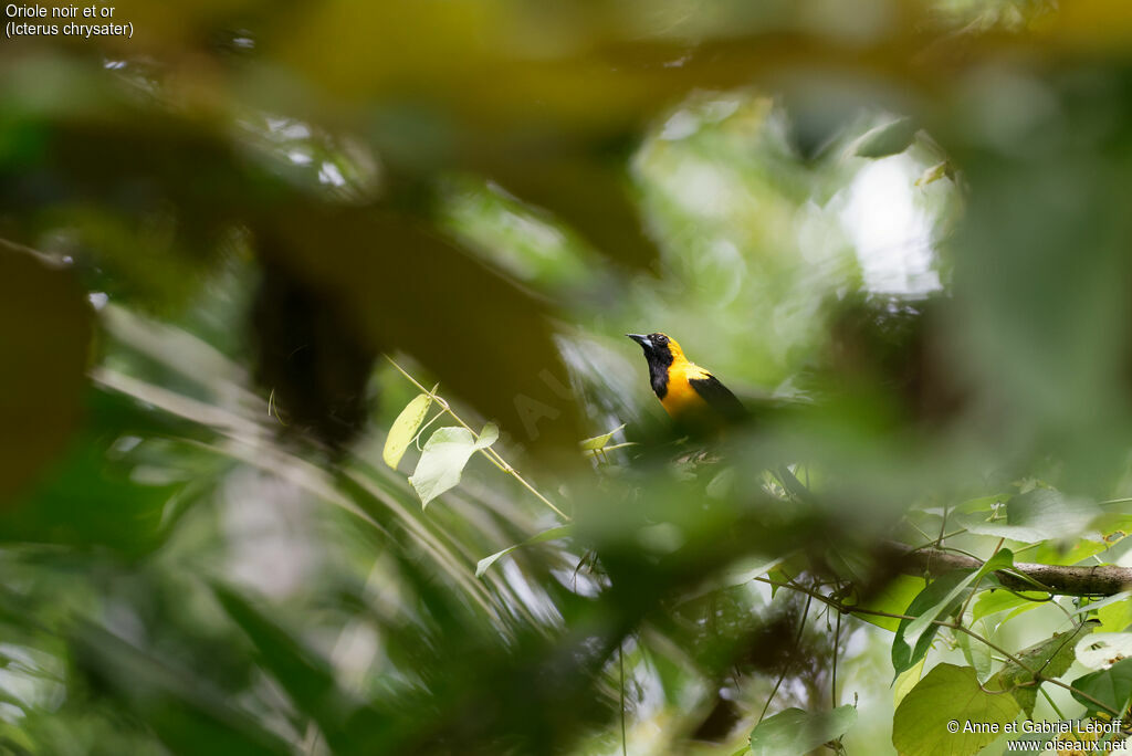 Yellow-backed Oriole