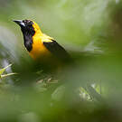 Oriole noir et or