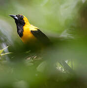 Yellow-backed Oriole