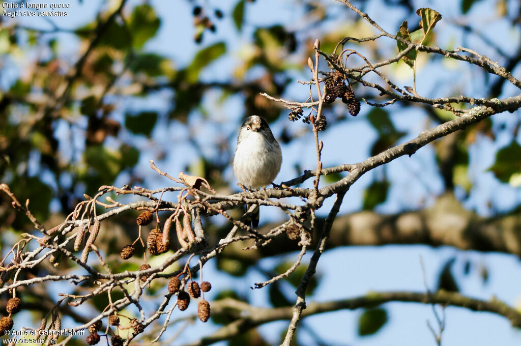 Long-tailed Tit