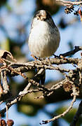 Long-tailed Tit