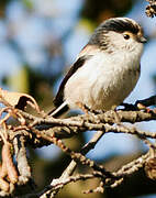 Long-tailed Tit