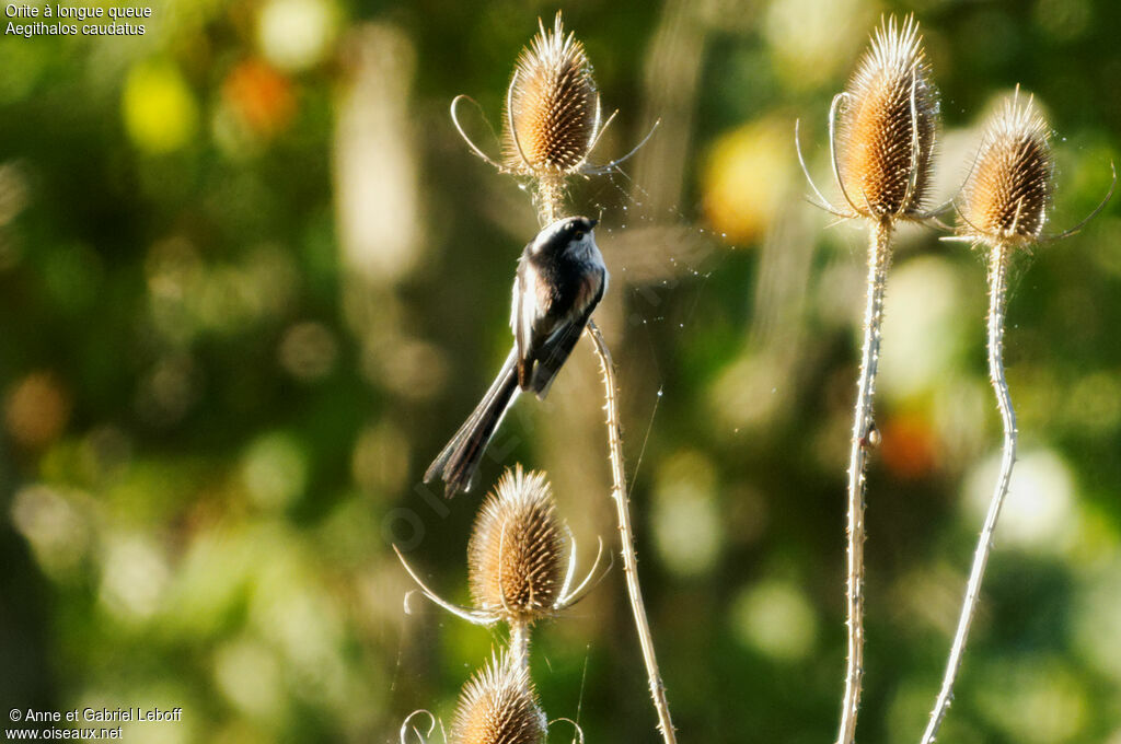 Long-tailed Tit