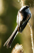 Long-tailed Tit